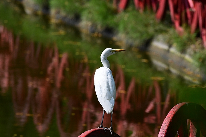 Nikon 80-400mm水貨大缺貨是D850上市？summersting大大的大樓？stephen02大大的克羅埃西亞？