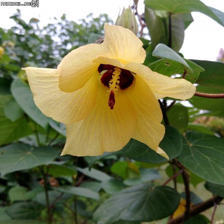 台灣欒樹 蒲葵 台南市安平區城平路 10月8號