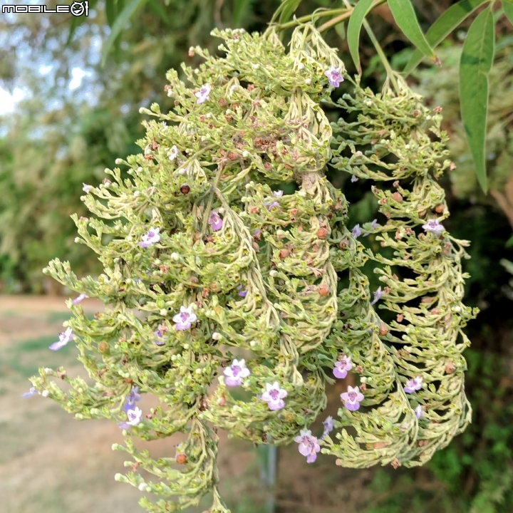 黃荊 蛋黃果 台南市永康區永康公園 10月7號