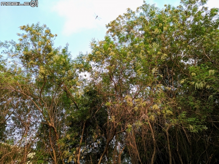 黃荊 蛋黃果 台南市永康區永康公園 10月7號