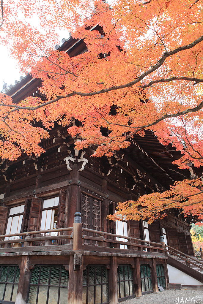 【京都】真如堂（真正極楽寺），京都賞紅葉的免費好景點
