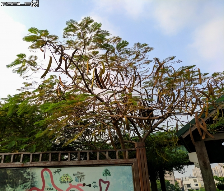 黃荊 蛋黃果 台南市永康區永康公園 10月7號