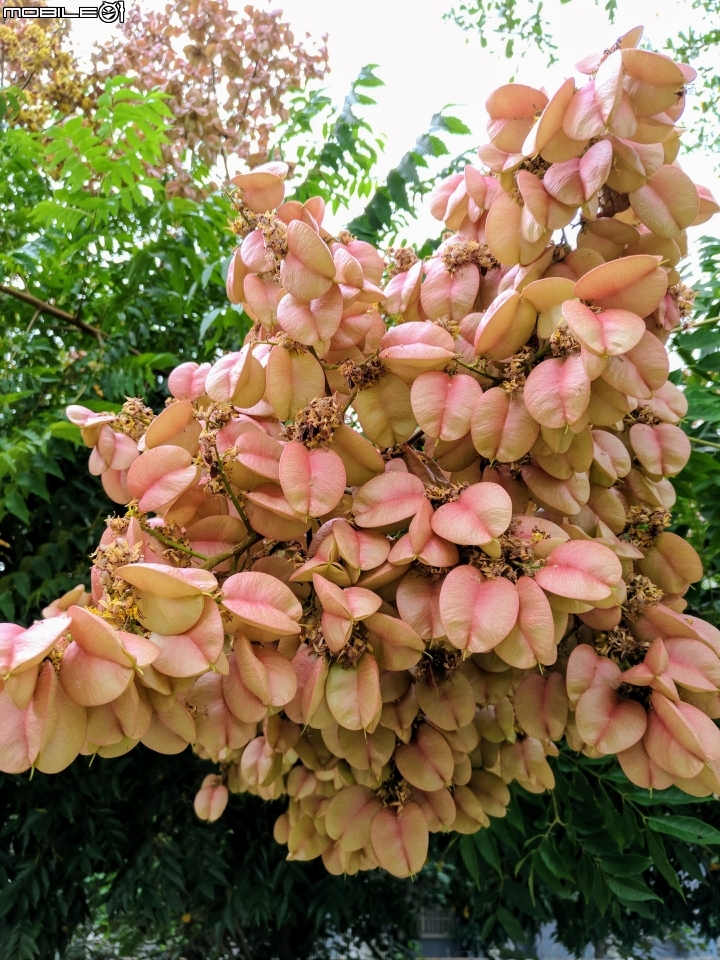 台灣欒樹 蒲葵 台南市安平區城平路 10月8號