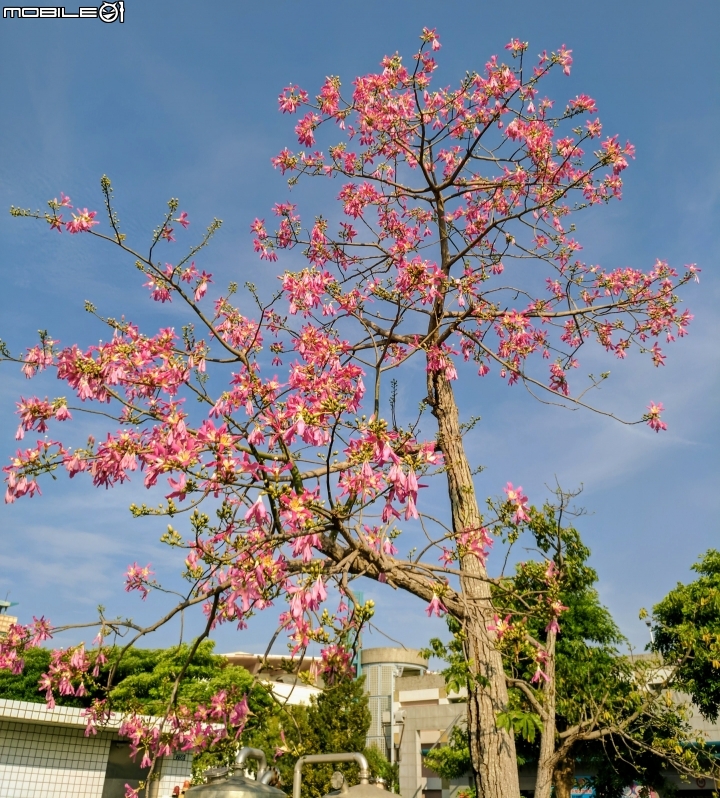 台灣欒樹 美人樹 黃鐘花 台南市德區麗池公園9月30號