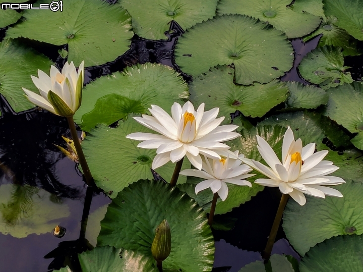 子午蓮 台南市永康區永康公園10月4號