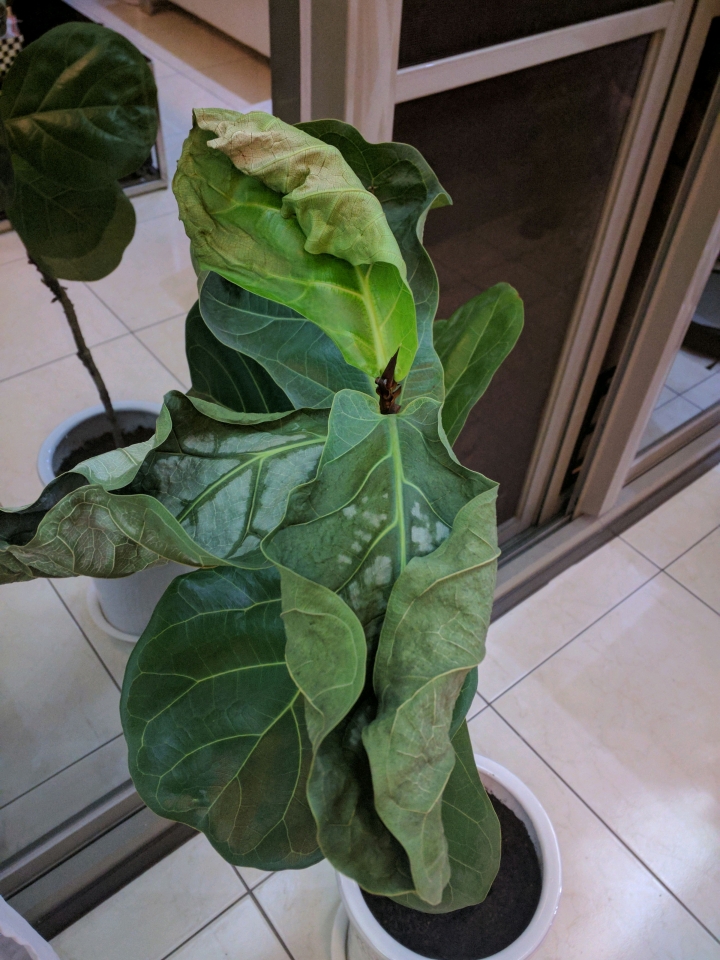救救我的琴葉榕