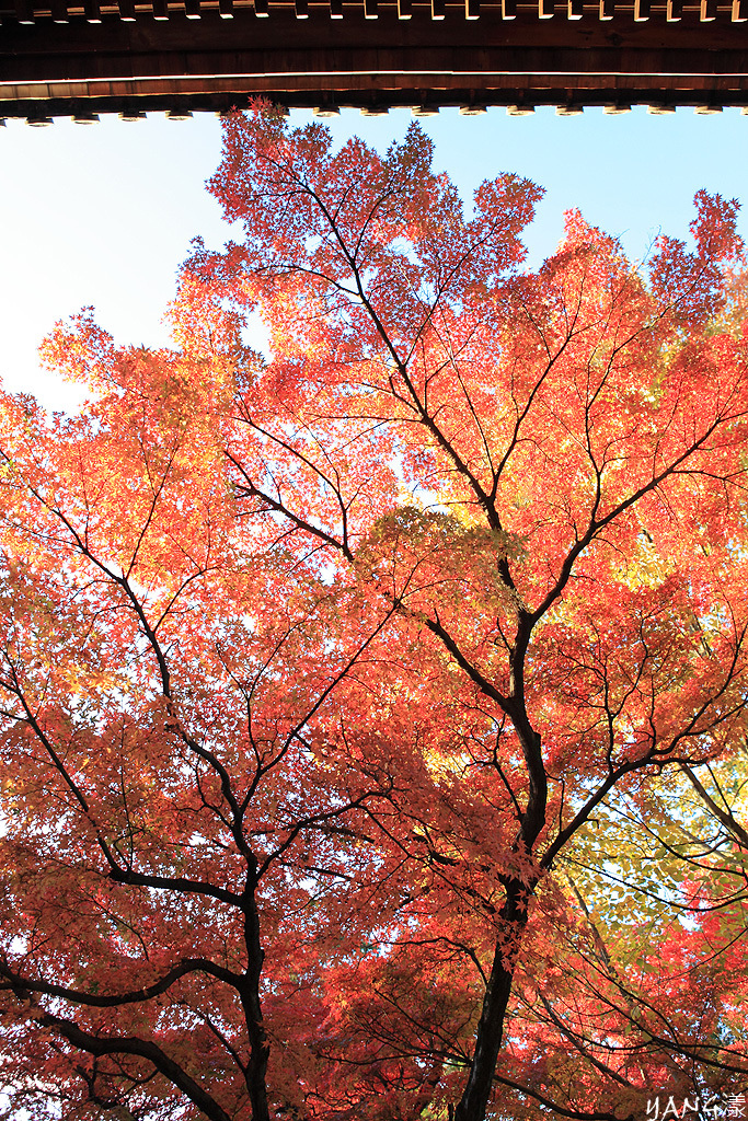 【京都】真如堂（真正極楽寺），京都賞紅葉的免費好景點