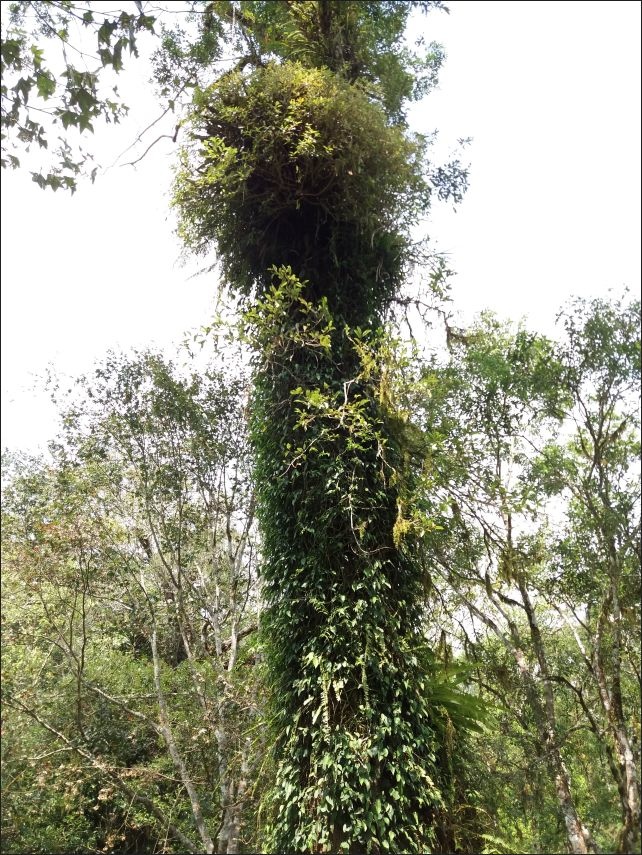 【宜蘭縣員山景點】免費需申請美景如畫的福山植物園