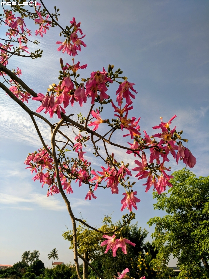 台灣欒樹 美人樹 黃鐘花 台南市德區麗池公園9月30號