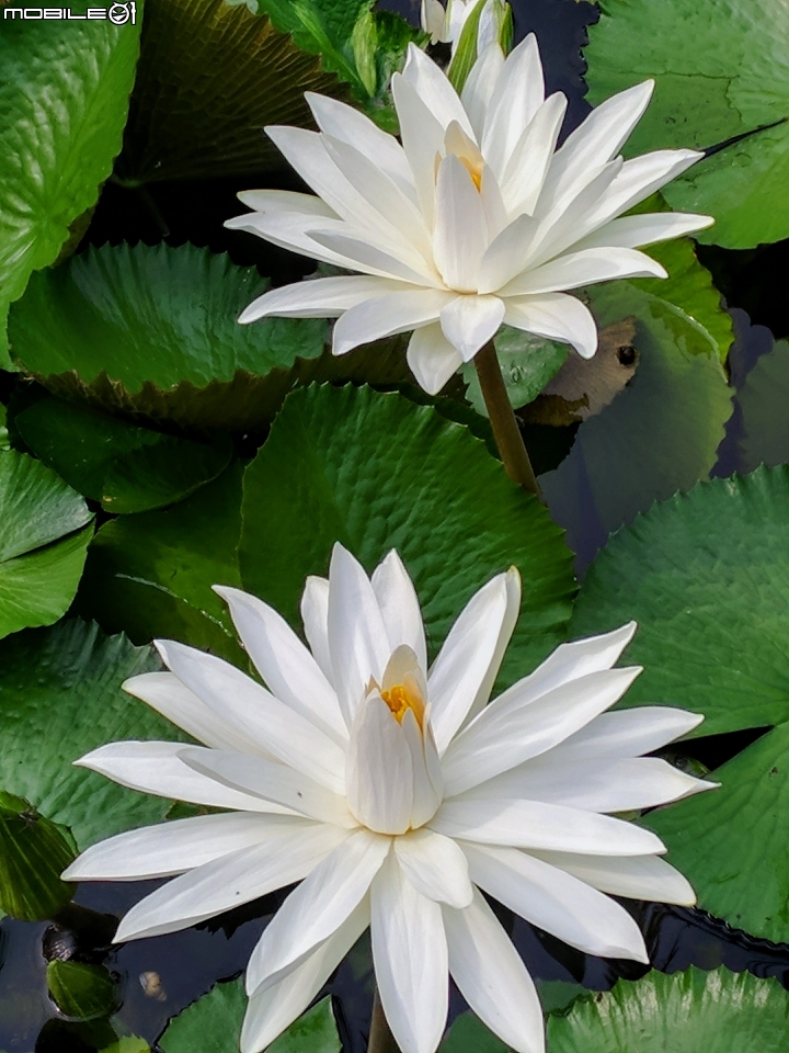 子午蓮 台南市永康區永康公園10月4號