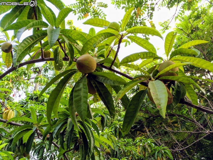 黃荊 蛋黃果 台南市永康區永康公園 10月7號