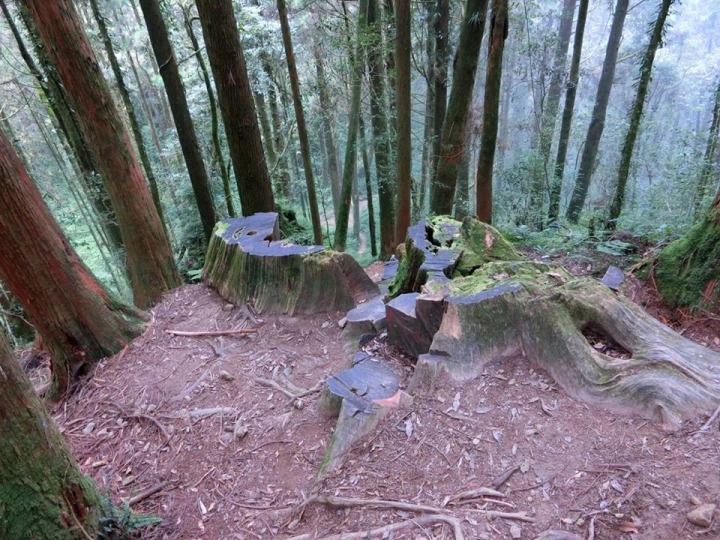 1061023 忘憂森林 金柑樹山 嶺頭山環線縱走