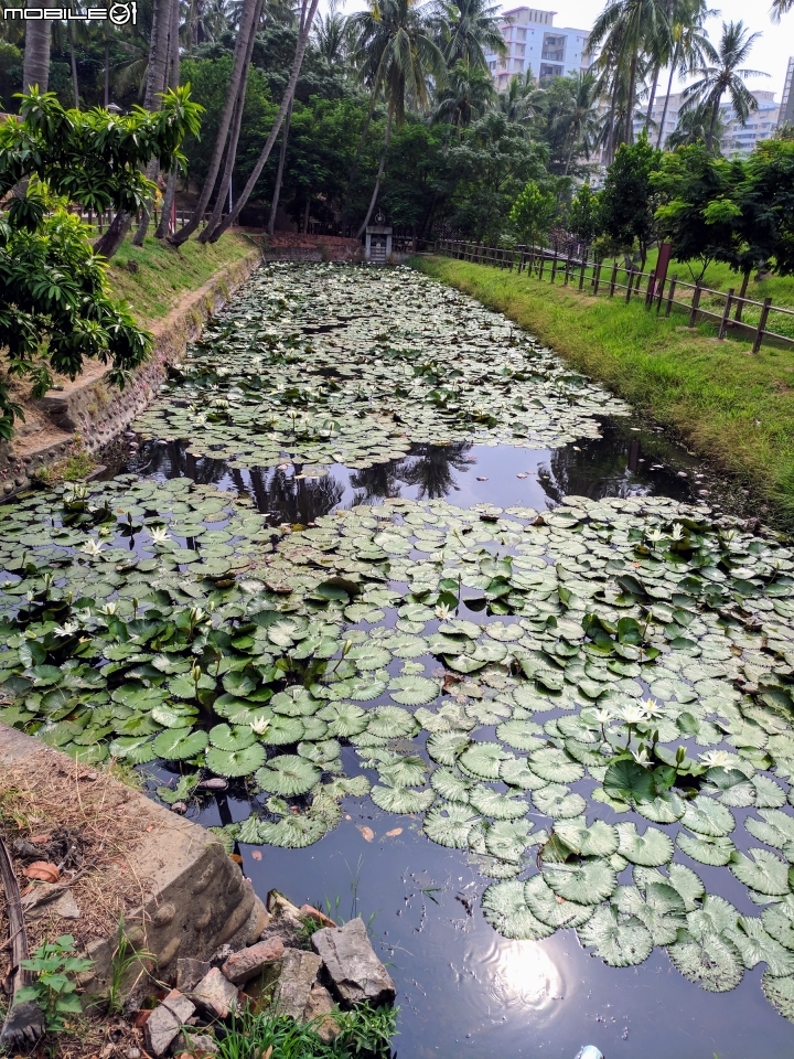 子午蓮 台南市永康區永康公園10月4號