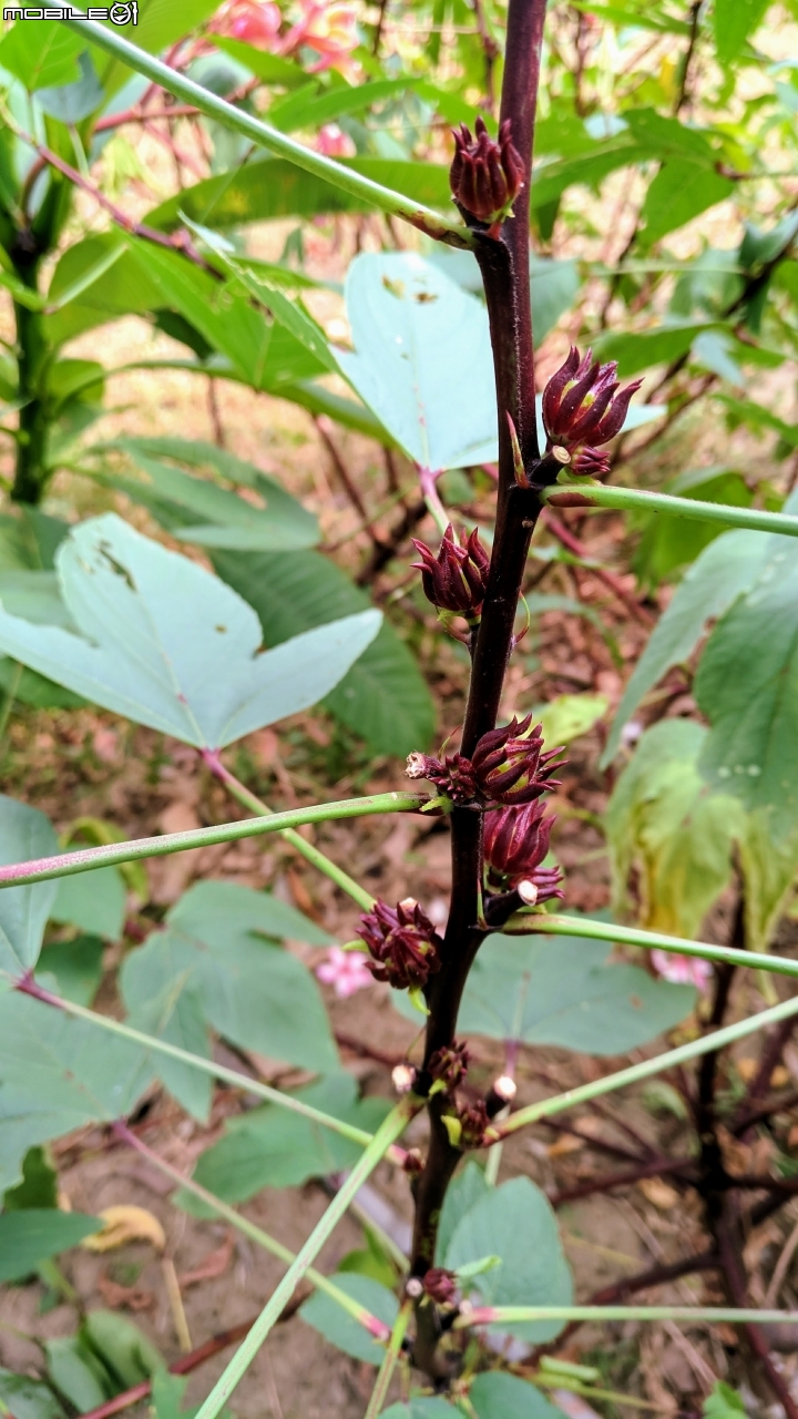 洛神花 台南市東區後甲公園10月4號