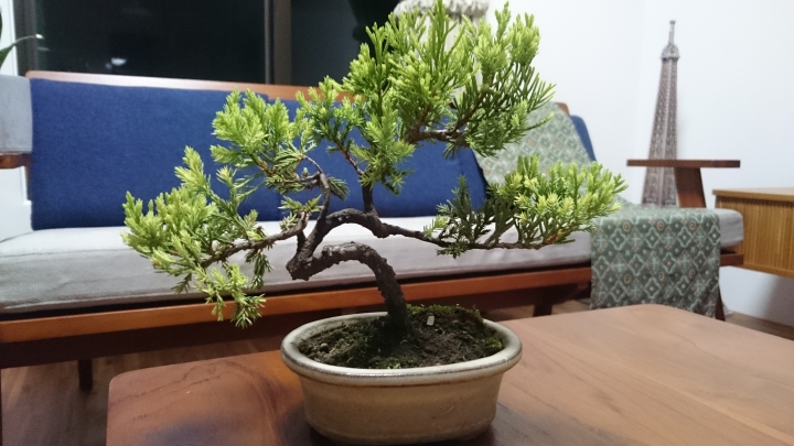 這棵是系魚川真柏嗎？