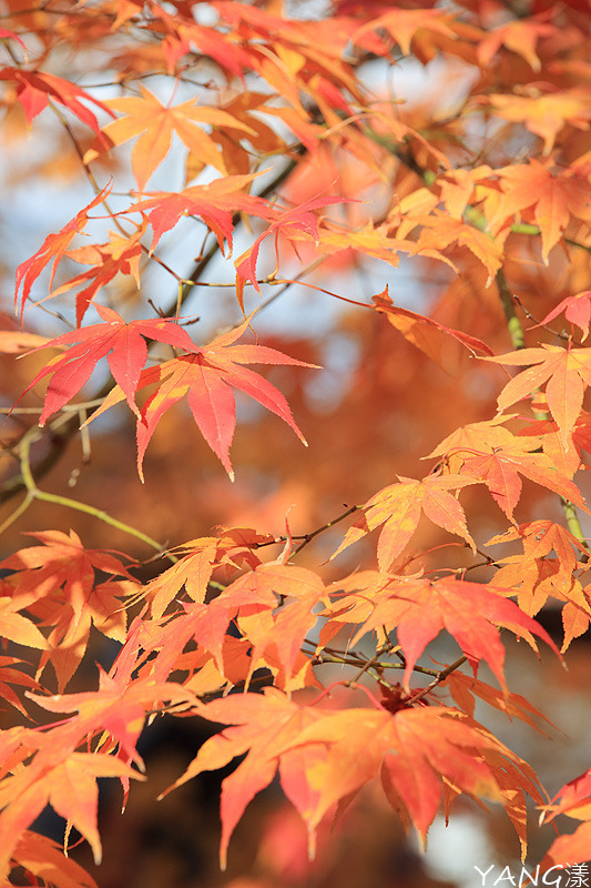【京都】真如堂（真正極楽寺），京都賞紅葉的免費好景點