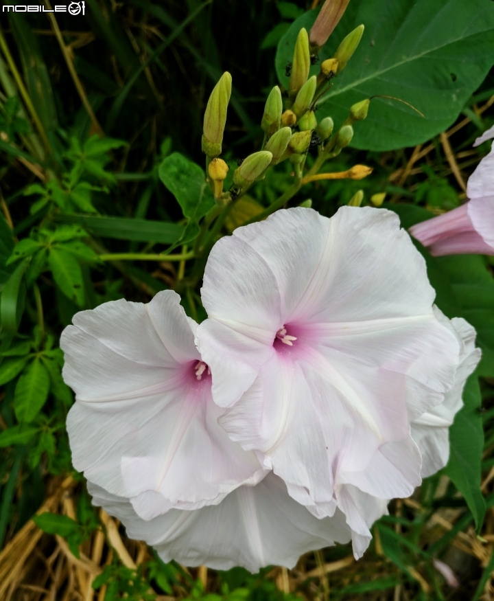 洛神花 台南市東區後甲公園10月4號