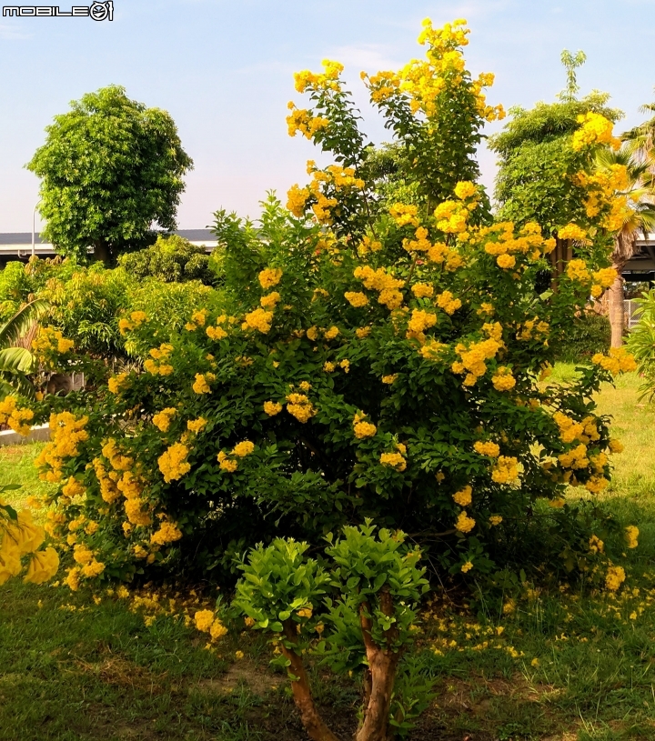 台灣欒樹 美人樹 黃鐘花 台南市德區麗池公園9月30號
