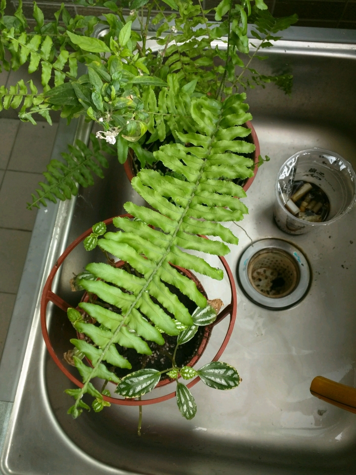 請問這是什麼植物？