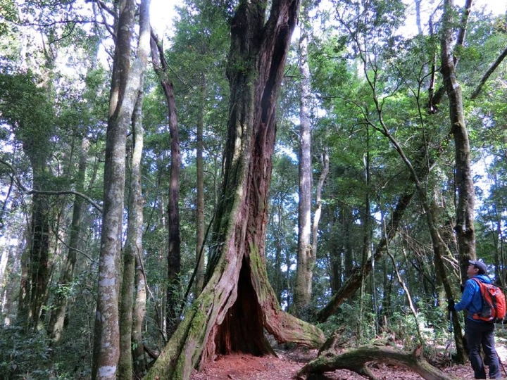 1061023 忘憂森林 金柑樹山 嶺頭山環線縱走