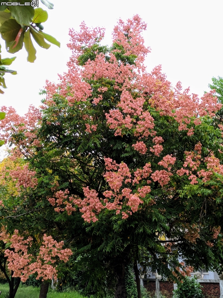 台灣欒樹 蒲葵 台南市安平區城平路 10月8號