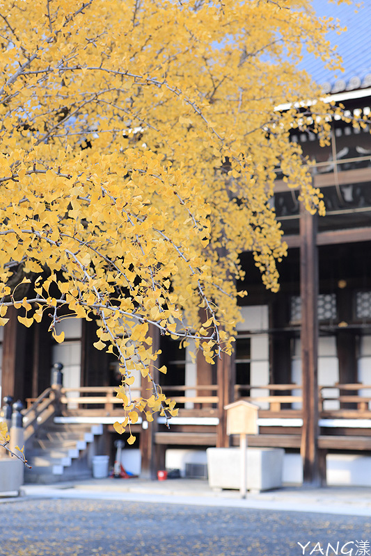 【京都】西本願寺,秋日必看金黃巨大銀杏