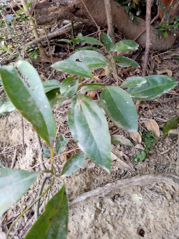 請問這是什麼小樹