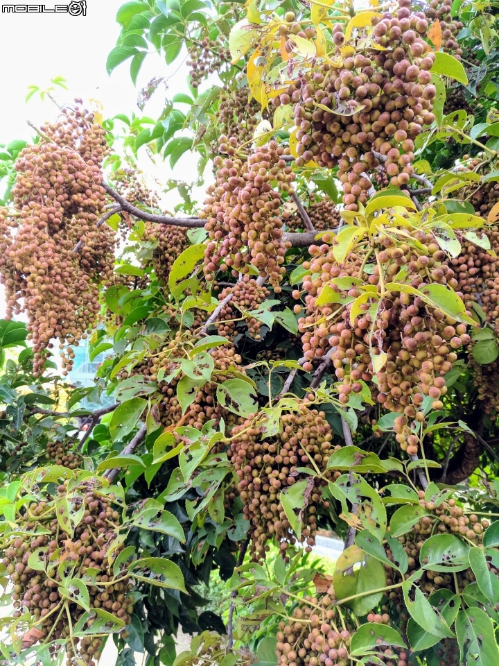 台灣欒樹 台南市安平區港濱歷史公園10月4號