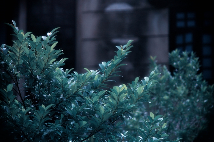 大姑媽(Takumar)50mm f1.4實拍