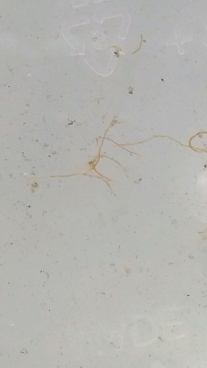 魚缸 出現細細長長的蟲？求解