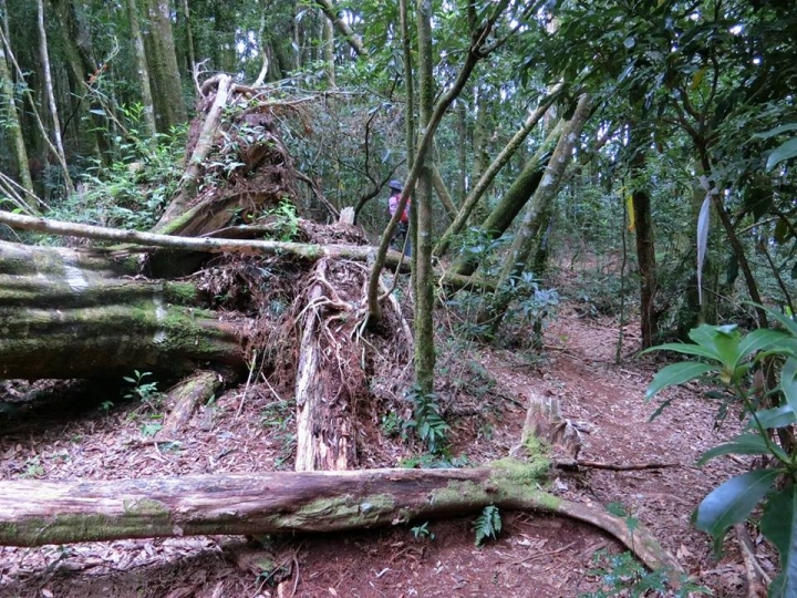 1061023 忘憂森林 金柑樹山 嶺頭山環線縱走