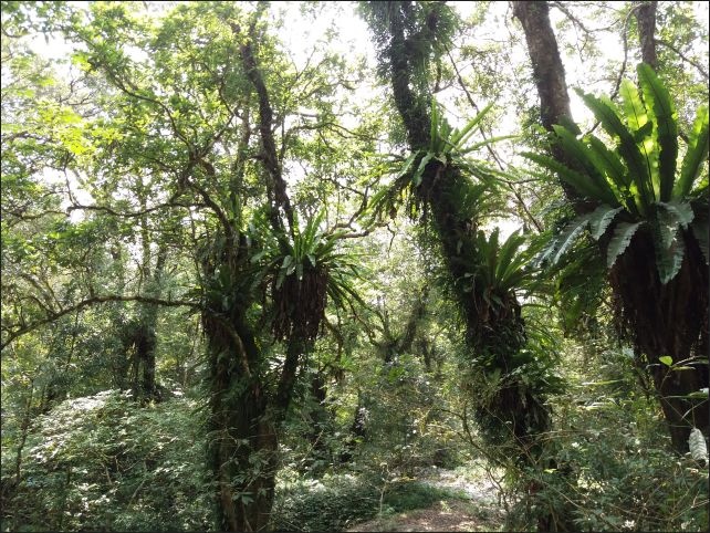 【宜蘭縣員山景點】免費需申請美景如畫的福山植物園