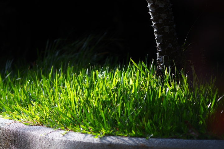 大姑媽(Takumar)50mm f1.4實拍