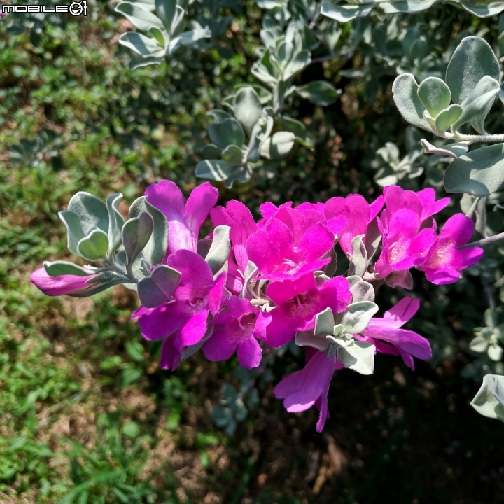 緬梔(雞蛋花)果實 紅花玉芙蓉 台南市南區萬年路 10月28號