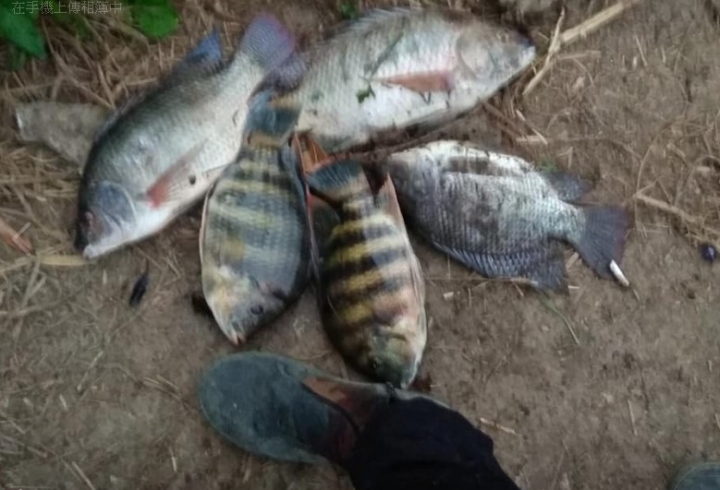 菜市場買來的阿福，最大四斤