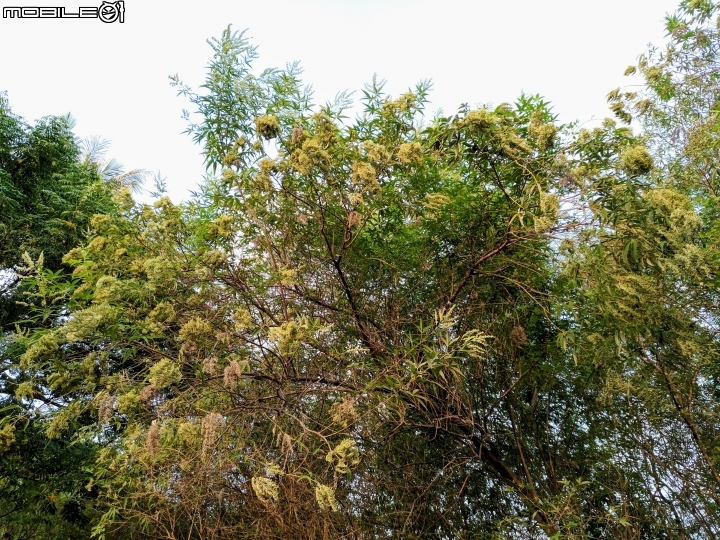 黃荊 蛋黃果 台南市永康區永康公園 10月7號
