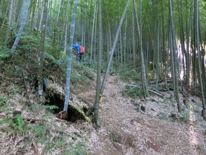 1061023 忘憂森林 金柑樹山 嶺頭山環線縱走