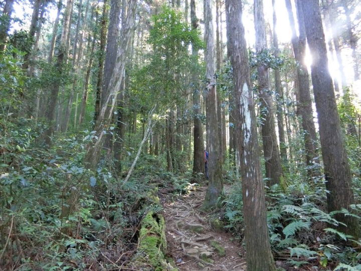 1061023 忘憂森林 金柑樹山 嶺頭山環線縱走