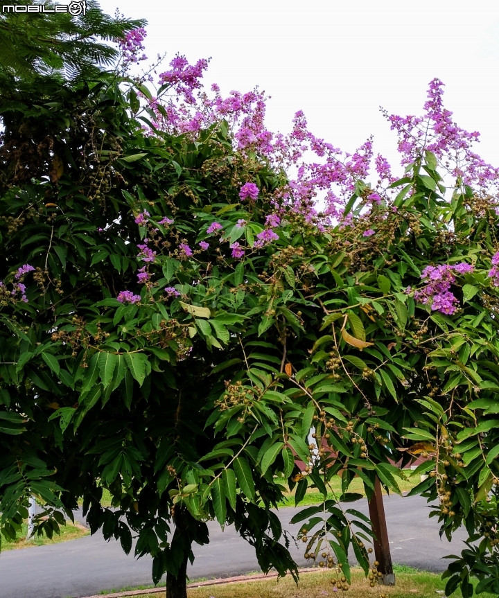 子午蓮 台南市永康區永康公園10月4號