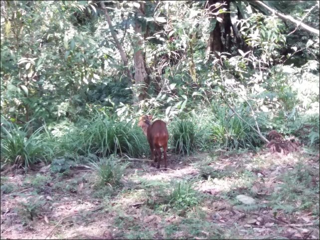 【宜蘭縣員山景點】免費需申請美景如畫的福山植物園