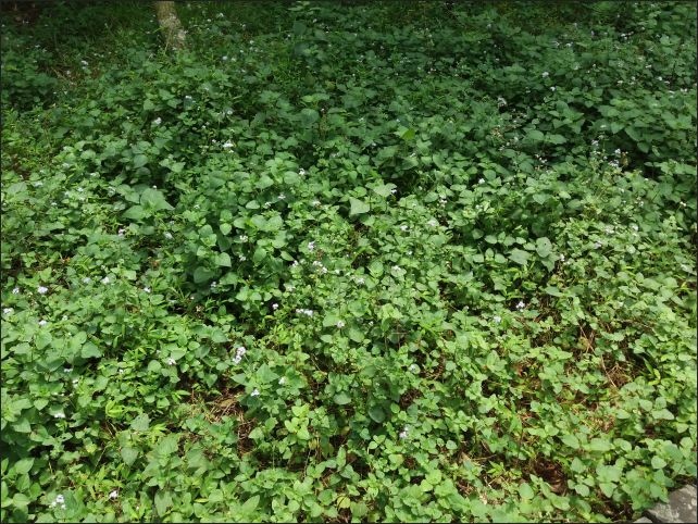 【宜蘭縣員山景點】免費需申請美景如畫的福山植物園