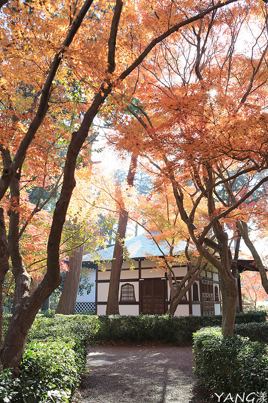 【京都】真如堂（真正極楽寺），京都賞紅葉的免費好景點