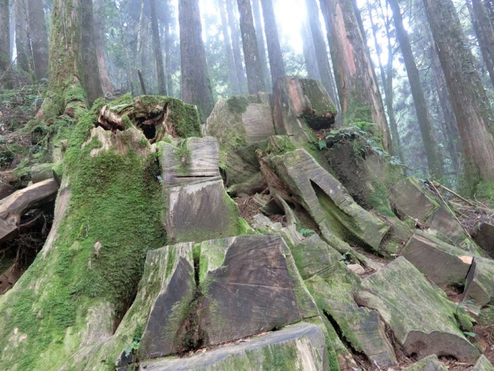 1061023 忘憂森林 金柑樹山 嶺頭山環線縱走