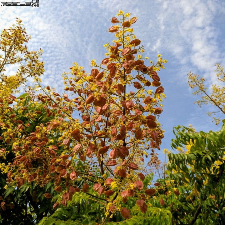 台灣欒樹 耳莢相思樹 台南市仁德區二層行二仁溪岸 9月30號
