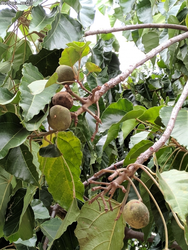 石栗 珊瑚藤 黃槿 胡桐 台南市安平區湖濱水鳥公園10月8號