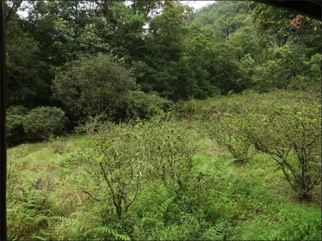 【宜蘭縣員山景點】免費需申請美景如畫的福山植物園