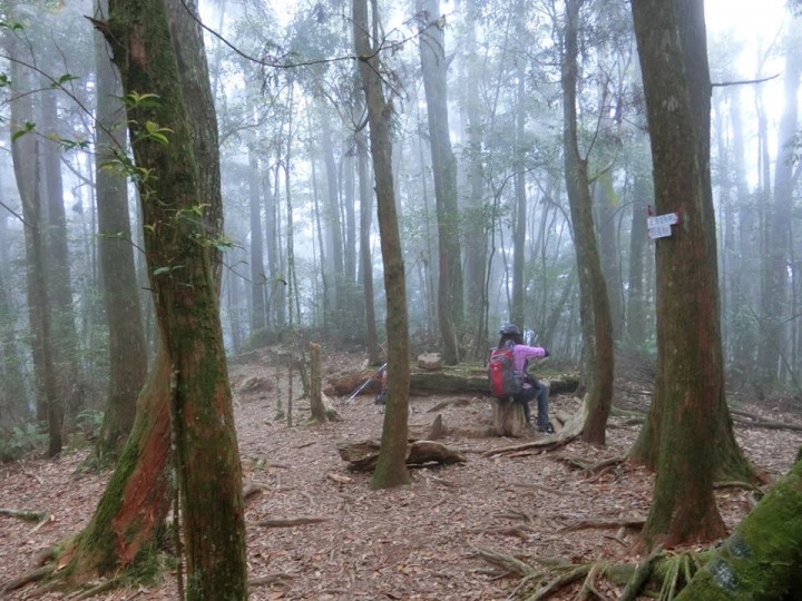 1061023 忘憂森林 金柑樹山 嶺頭山環線縱走