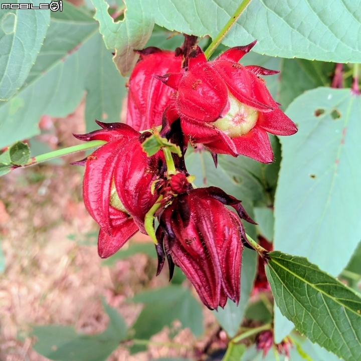 洛神花 台南市東區後甲公園10月4號