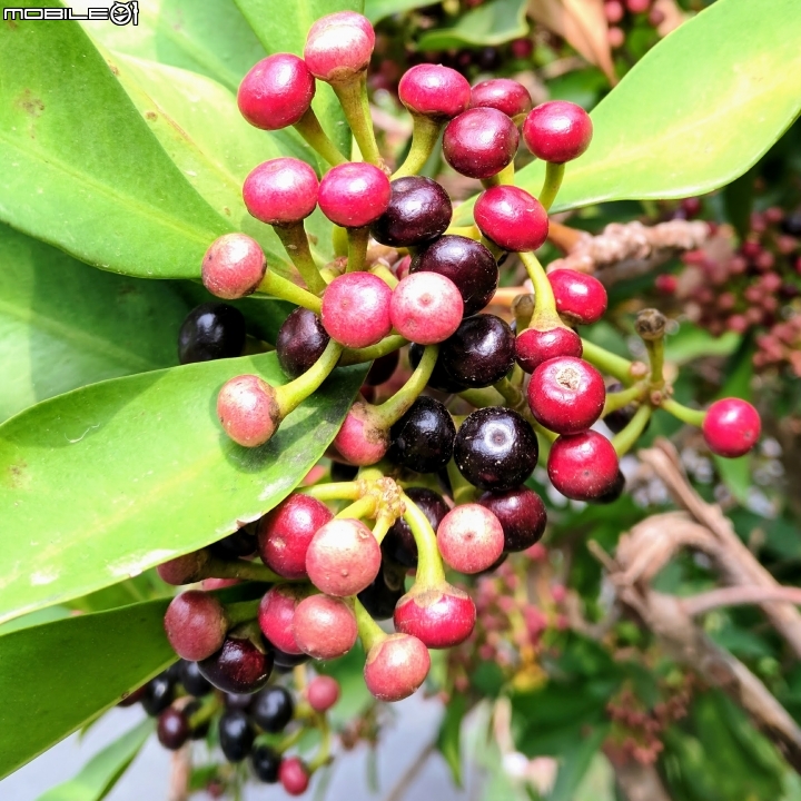 子午蓮 台南市永康區永康公園10月4號
