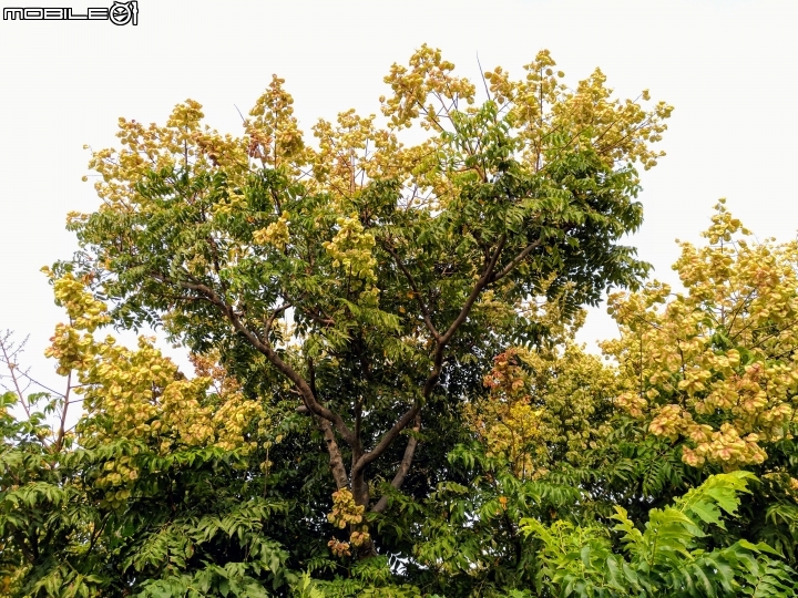 台灣欒樹 台南市安平區港濱歷史公園10月4號